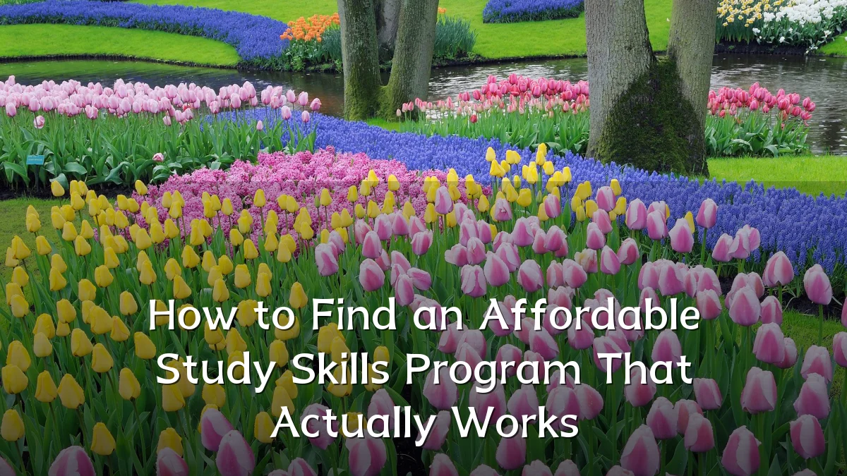 How to Find an Affordable Study Skills Program That Actually Works