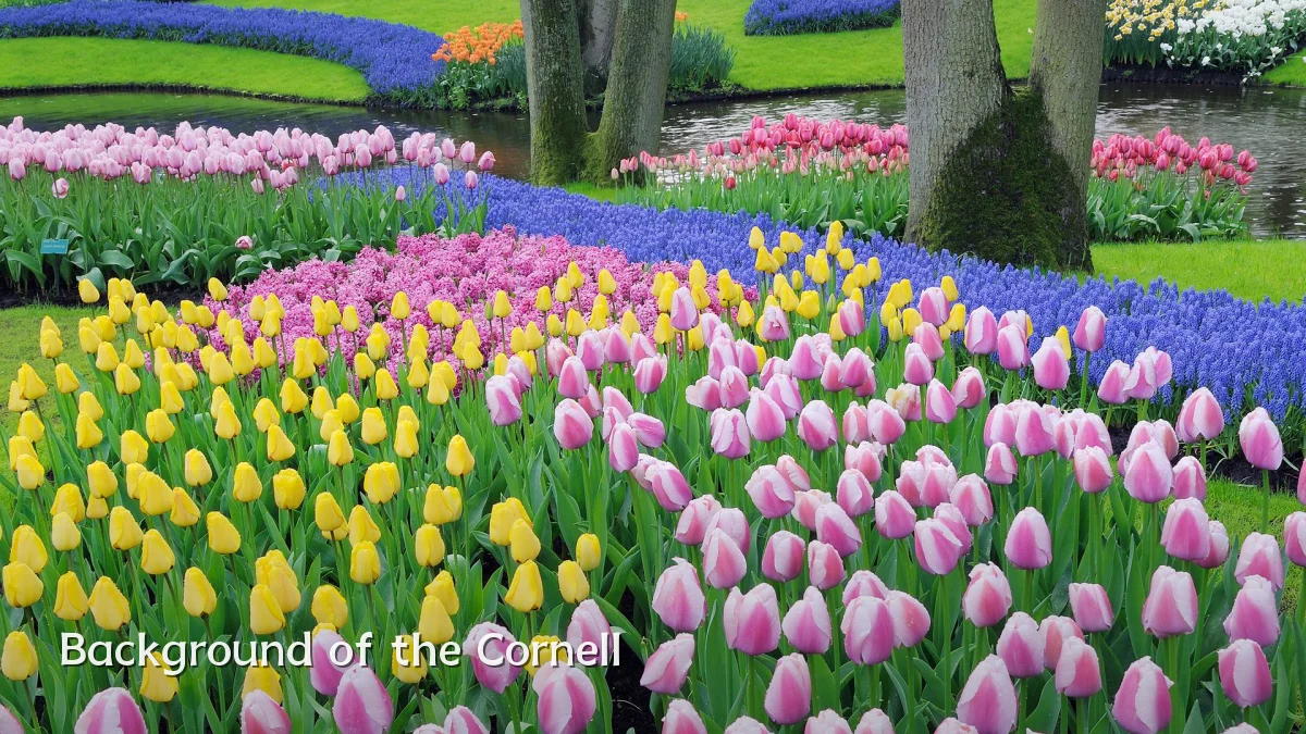 Background of the Cornell