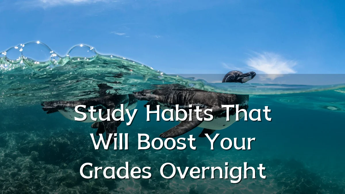 Study Habits That Will Boost Your Grades Overnight